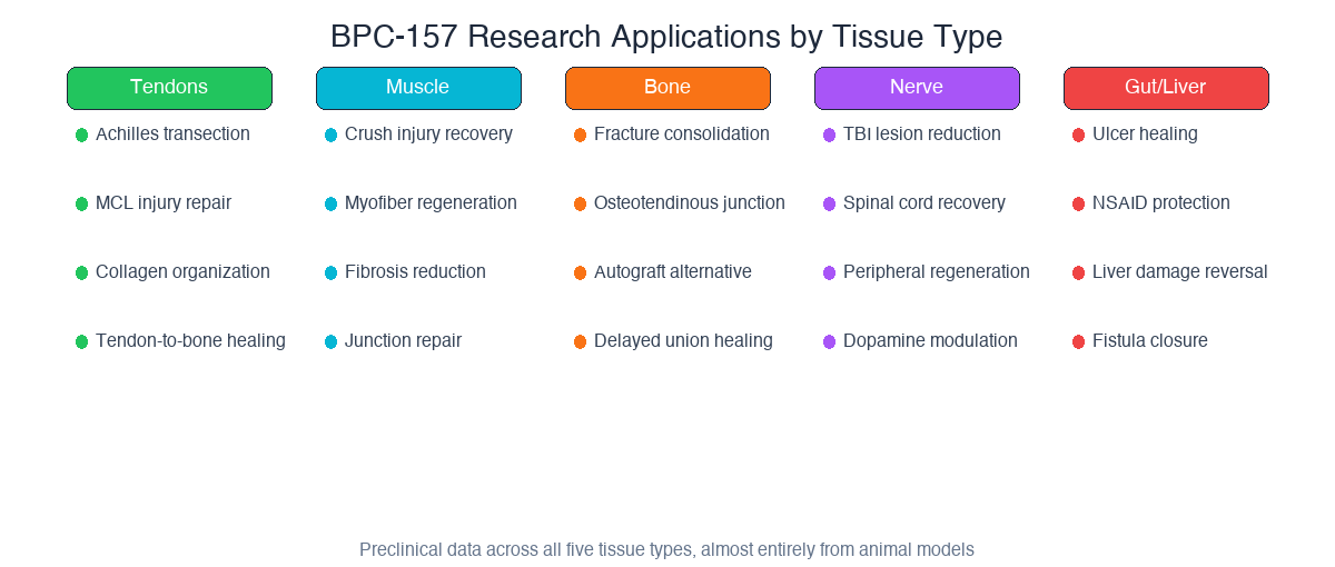 BPC-157 research applications across tendons, muscle, bone, nerve, and gut/liver