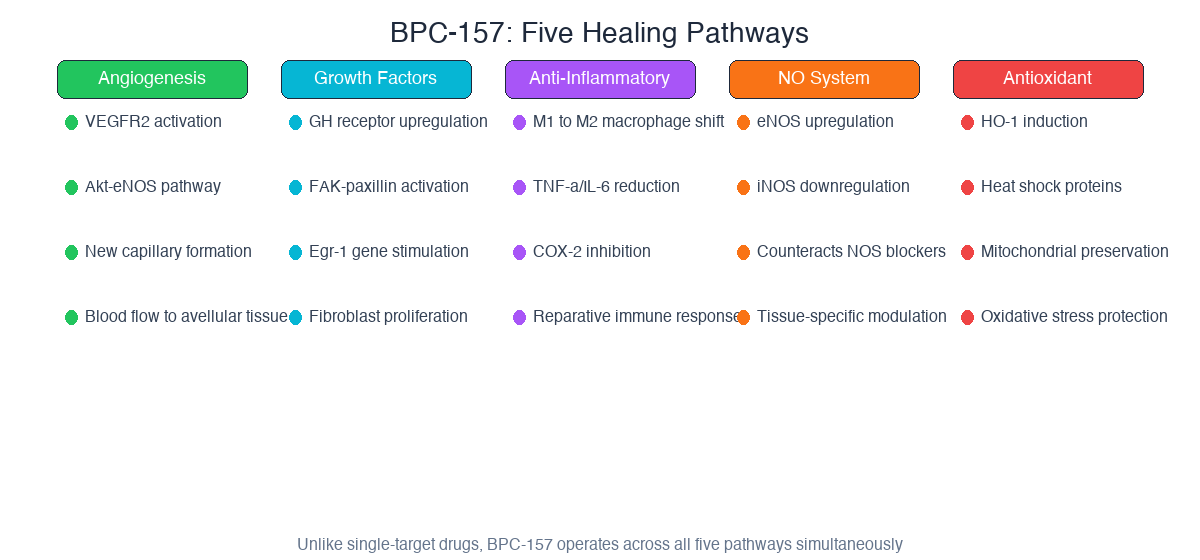 BPC-157 five healing pathways: angiogenesis, growth factors, anti-inflammatory, NO system, antioxidant