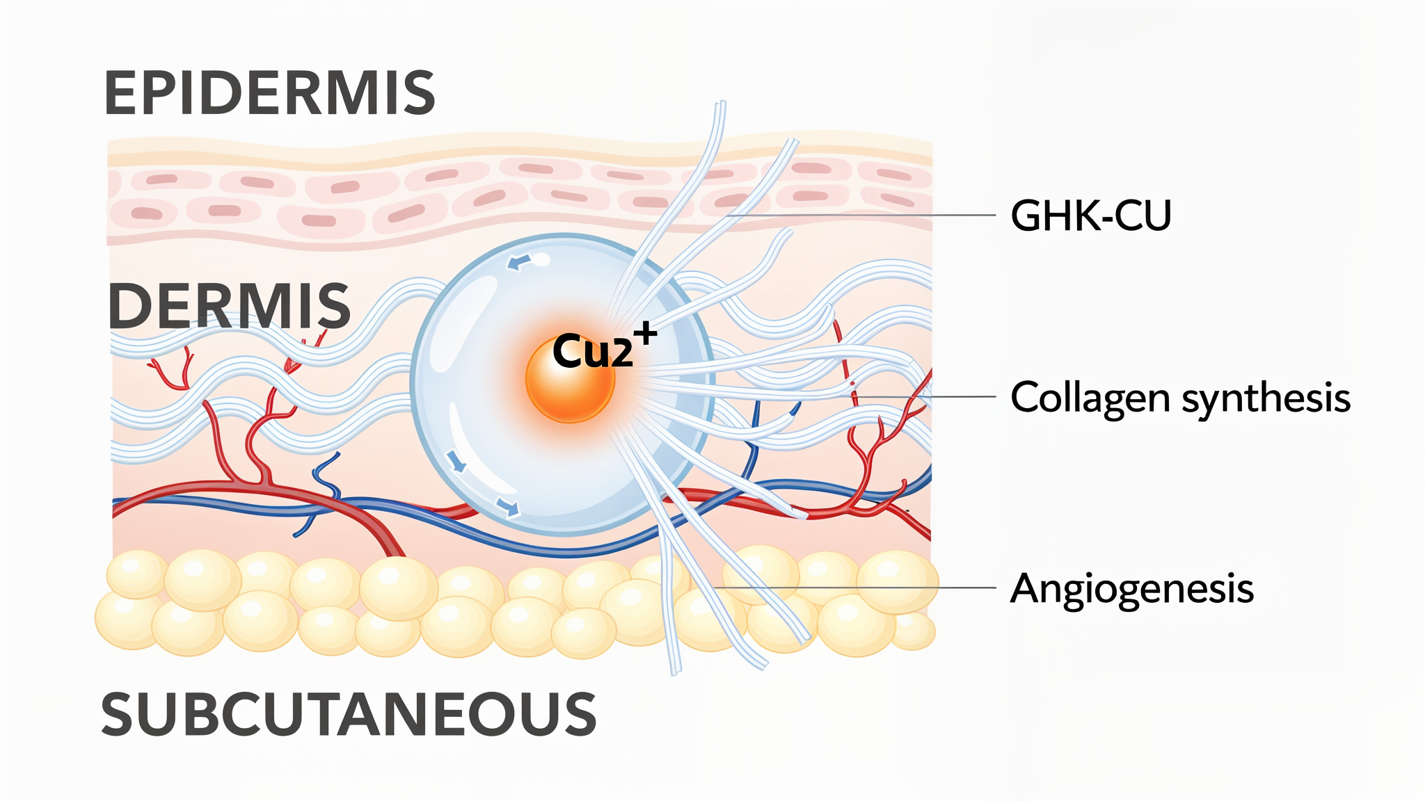 GHK-Cu mechanism of action: copper delivery pathway through skin layers activating collagen synthesis and angiogenesis