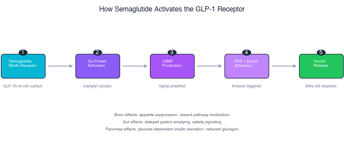 How semaglutide activates the GLP-1 receptor signaling cascade: binding, Gs protein, cAMP, PKA, insulin release