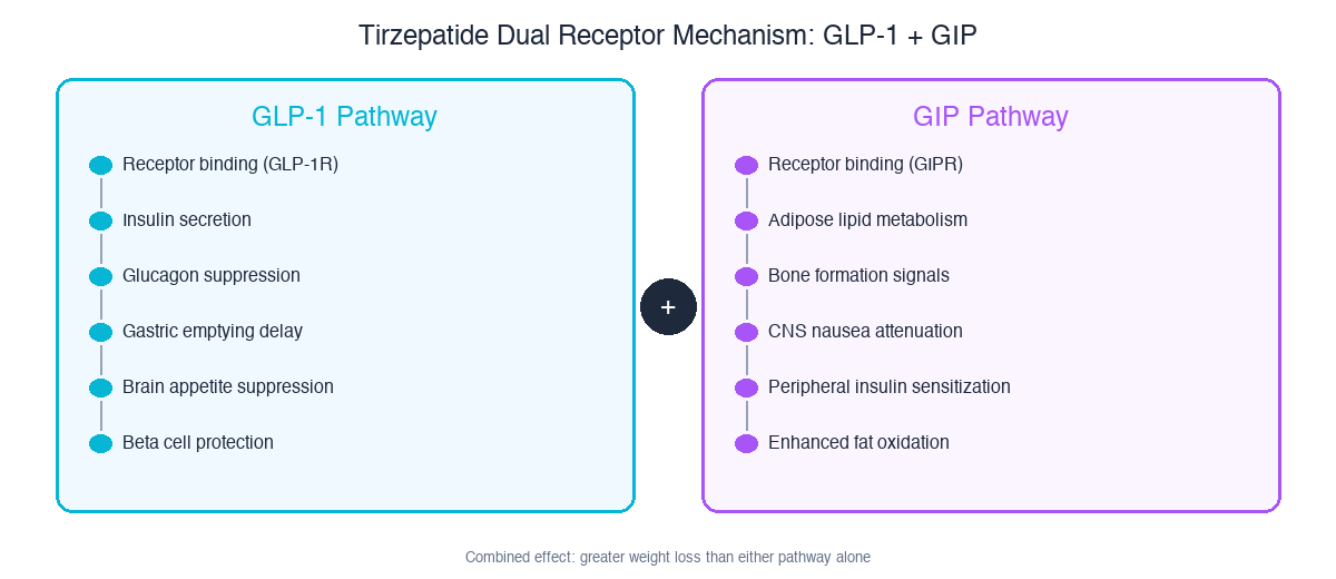 Tirzepatide dual receptor mechanism: GLP-1 pathway and GIP pathway combined